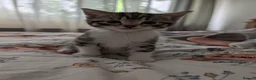 Mixed Breed cats for sale: 3 gorgeous kittens  - Advert 4