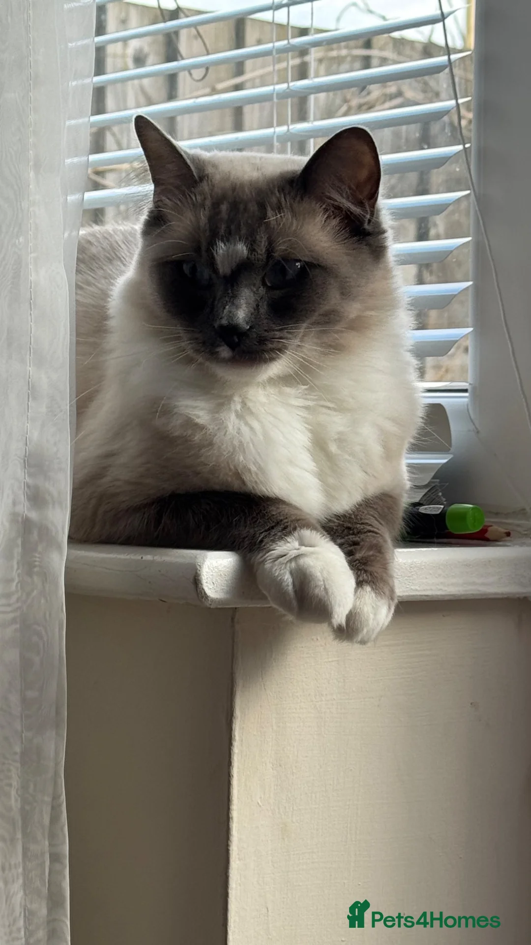 Ragdoll cats for sale: Pure Ragdoll kitten  - Advert 1