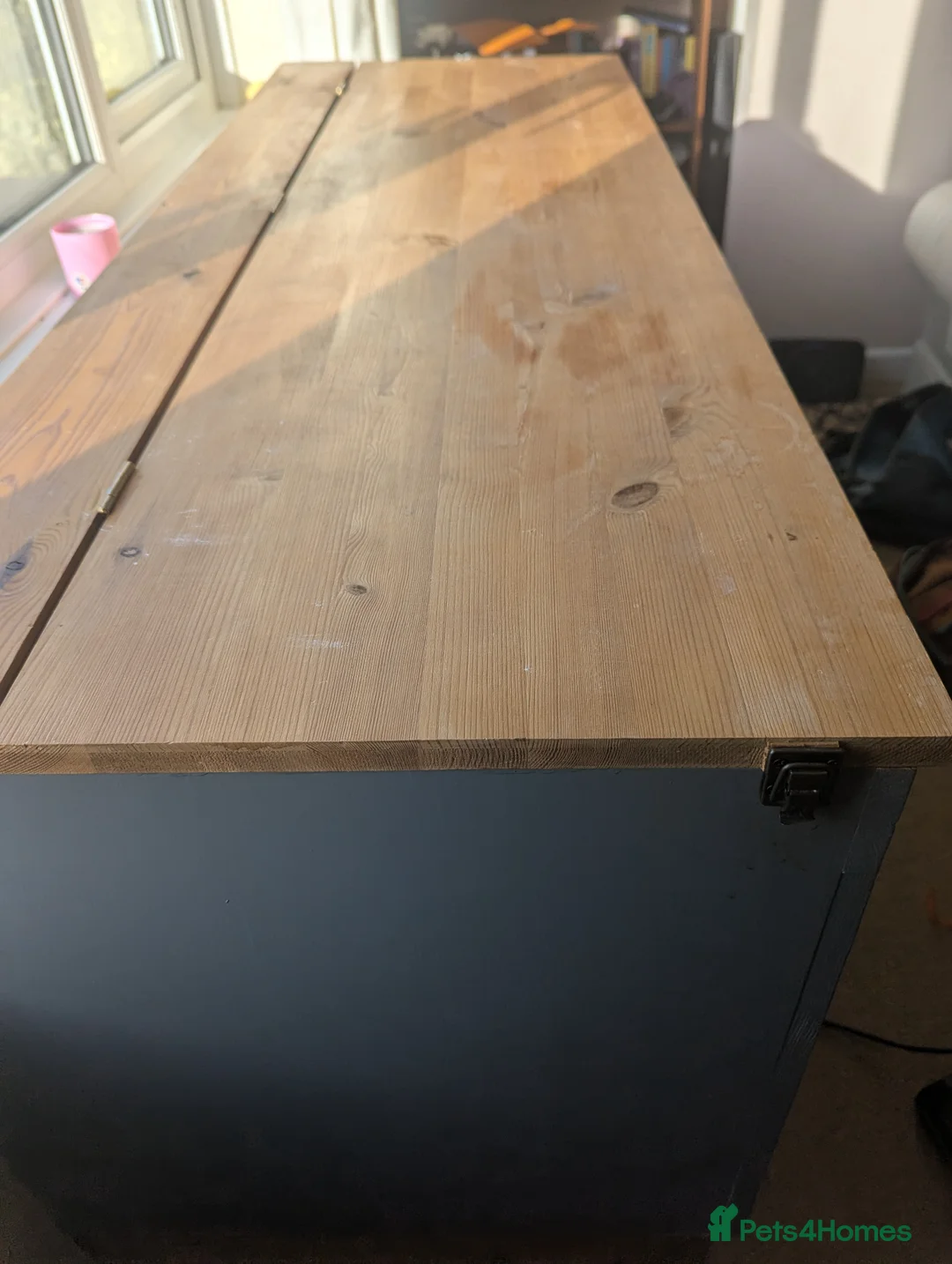 Bearded Dragon reptiles for sale: Bearded dragon  in Exeter - Advert 2