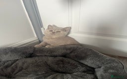 British Shorthair cats for sale: Beautiful British Shorthair 2 Girls left   - Image 1