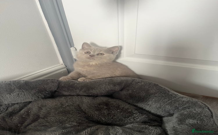British Shorthair cats - Advert 1