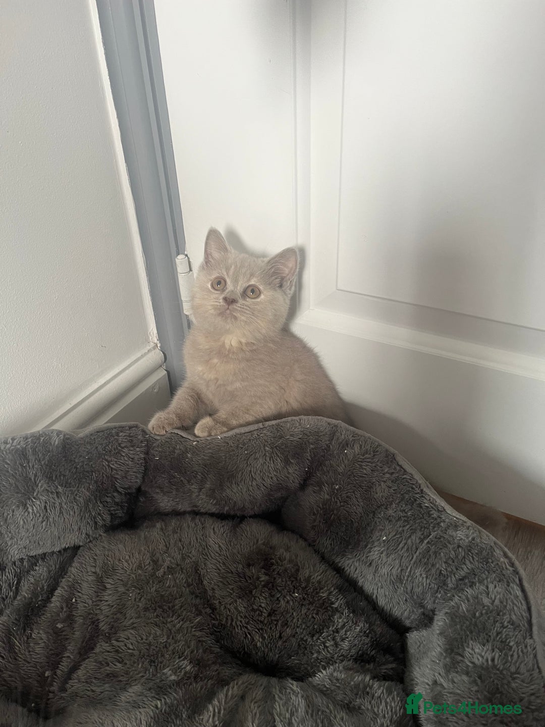 British Shorthair cats for sale: Beautiful British Shorthair 2 Girls left   - Image 1