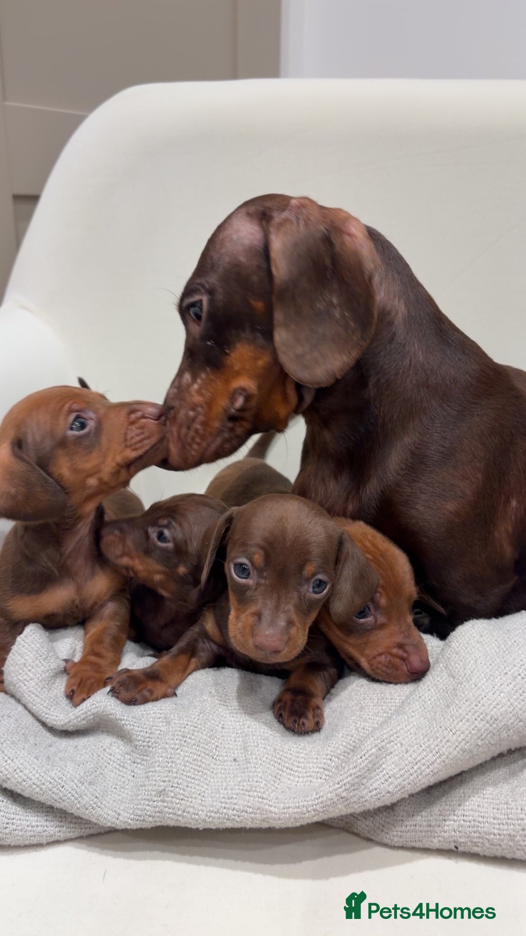 Dachshund dogs for sale: Sausage dog puppies  - Advert 2