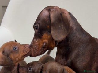 Dachshund dogs Female sausage dog puppy - Advert 13