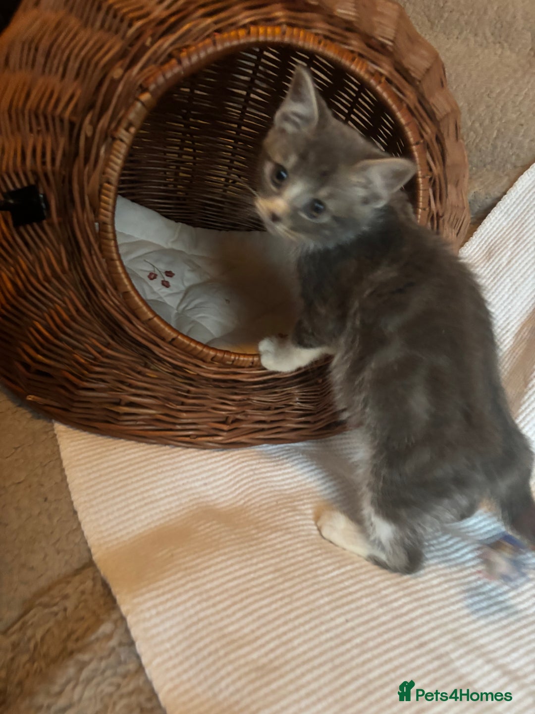 Mixed Breed cats for sale: Maine-Coon x British Blue Kittens.  - Advert 13