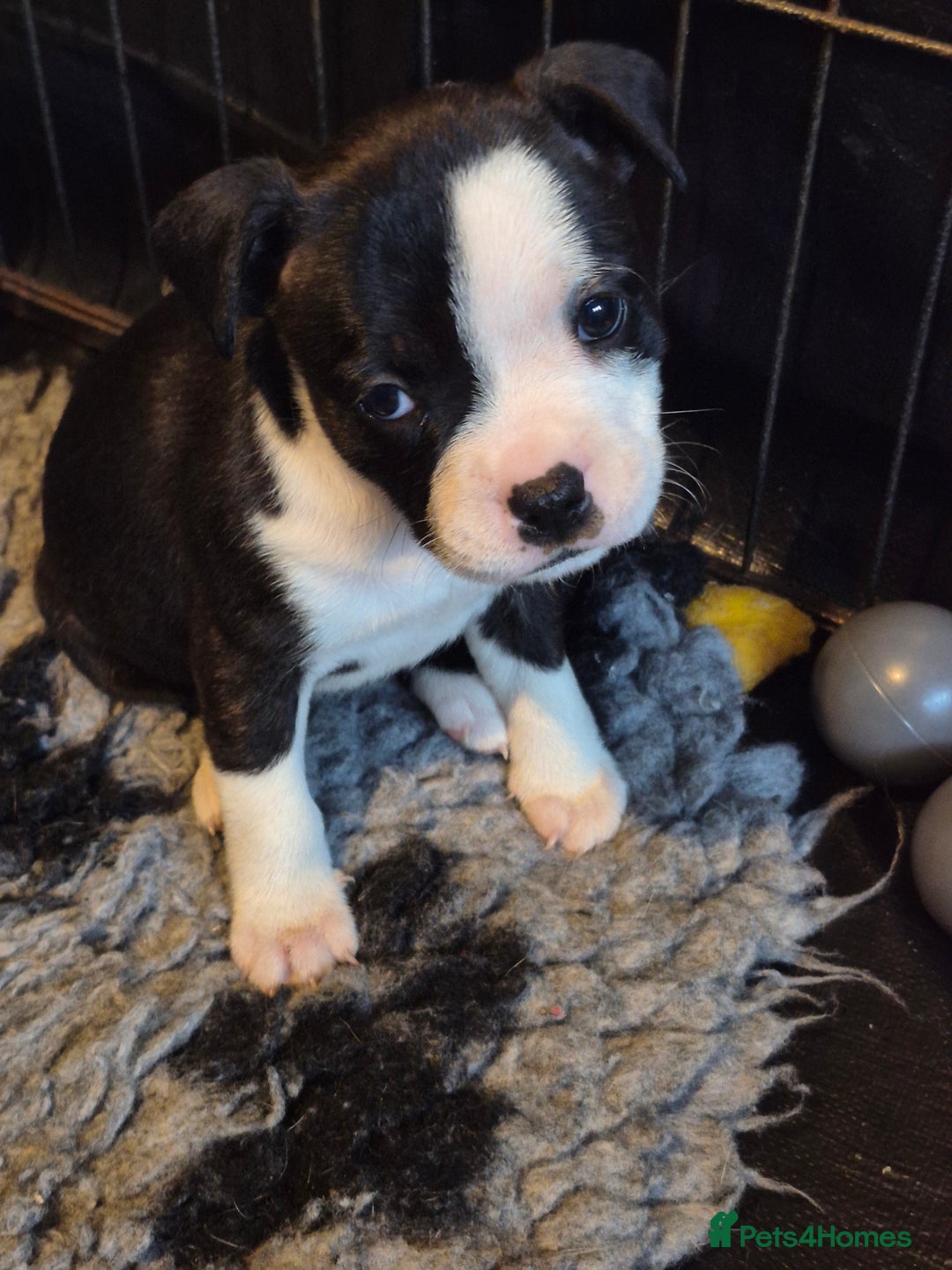 Staffordshire Bull Terrier dogs for sale: DNA HEALTH TESTED STAFFIE PUPPIES, BAER HEARING  - Advert 28