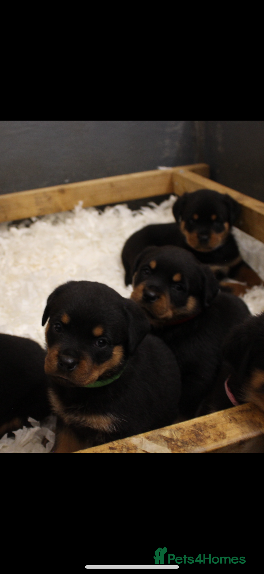 Rottweiler dogs for sale: Stunning Rottweiler Puppies  - Advert 10