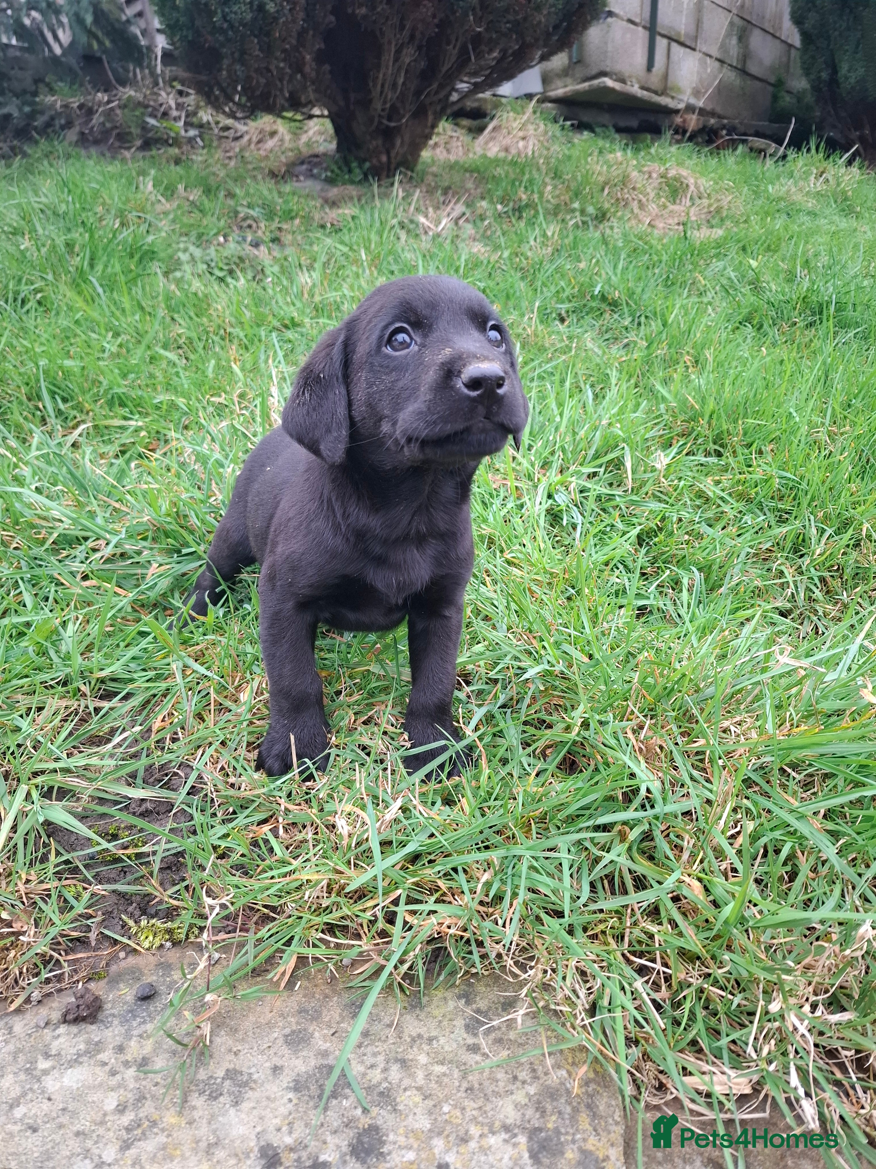 Labrador Retriever dogs LABRADOR PUPPIES FOR SALE  - Advert 17