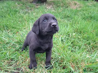 Labrador Retriever dogs LABRADOR PUPPIES FOR SALE - Advert 17