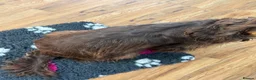 Cocker Spaniel dogs for sale: Liver (Chocolate) Working Cocker Spaniel Puppies  - Advert 13