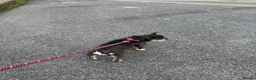 Mixed Breed dogs for sale: 1 Frenchy male  and 1/2 Frenchy female for sale  in Penzance - Advert 5