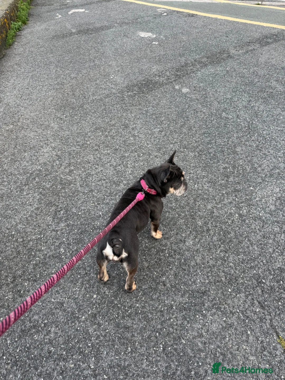 Mixed Breed dogs for sale: 1 Frenchy male  and 1/2 Frenchy female for sale  in Penzance - Advert 5
