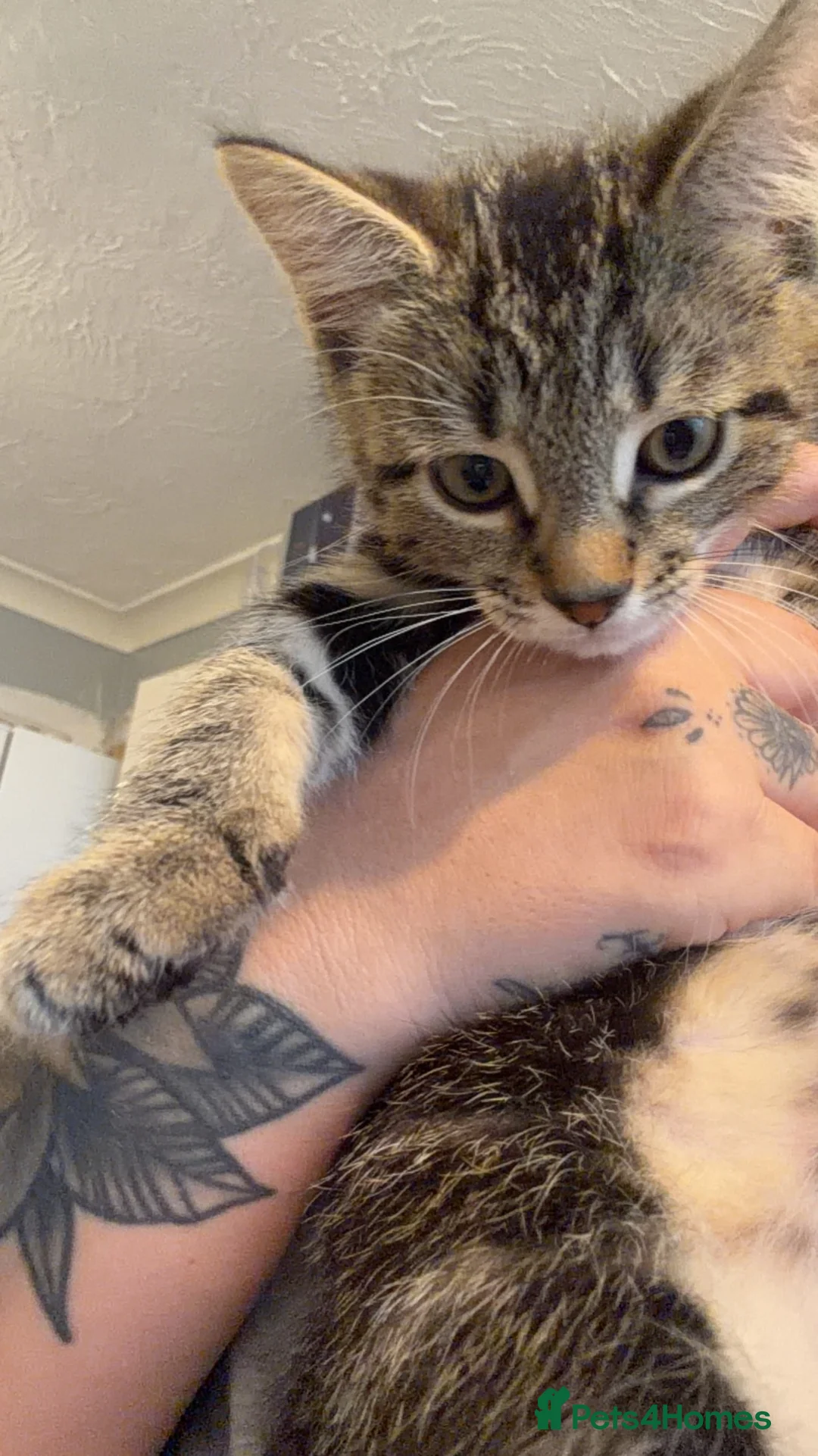 Mixed Breed cats for sale: Male kitten ready to go  - Advert 2