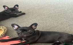French Bulldog dogs for sale:  Adorable Frenchies Puppies Ready for them home - Image 2