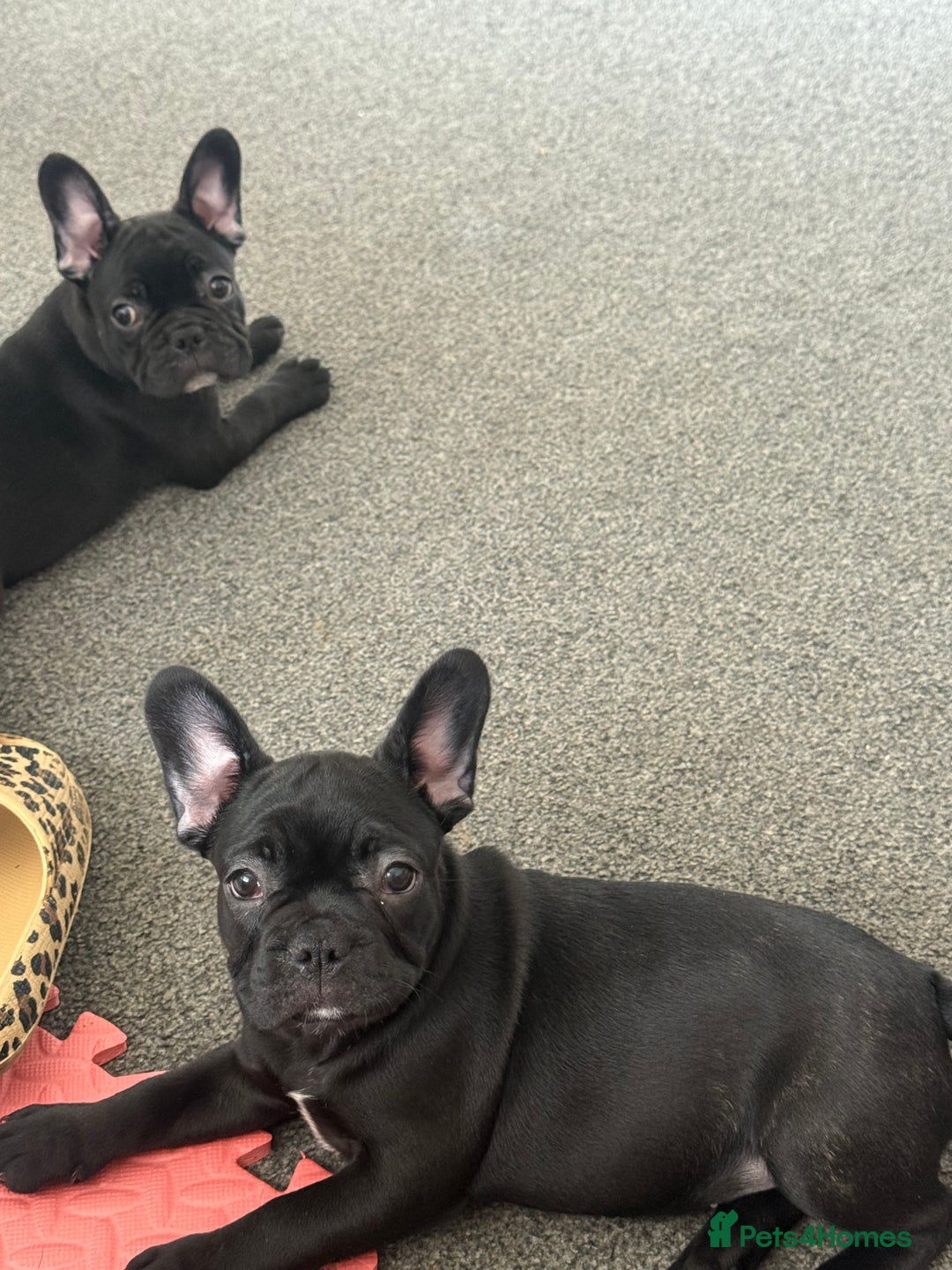 French Bulldog dogs for sale:  Adorable Frenchies Puppies Ready for them home - Image 2