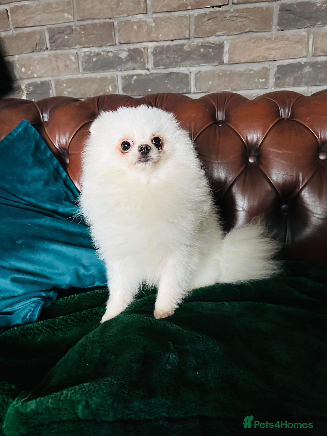Pomeranian dogs for sale: Stunning Pomeranian Females KC reg. Russian lines - Advert 18