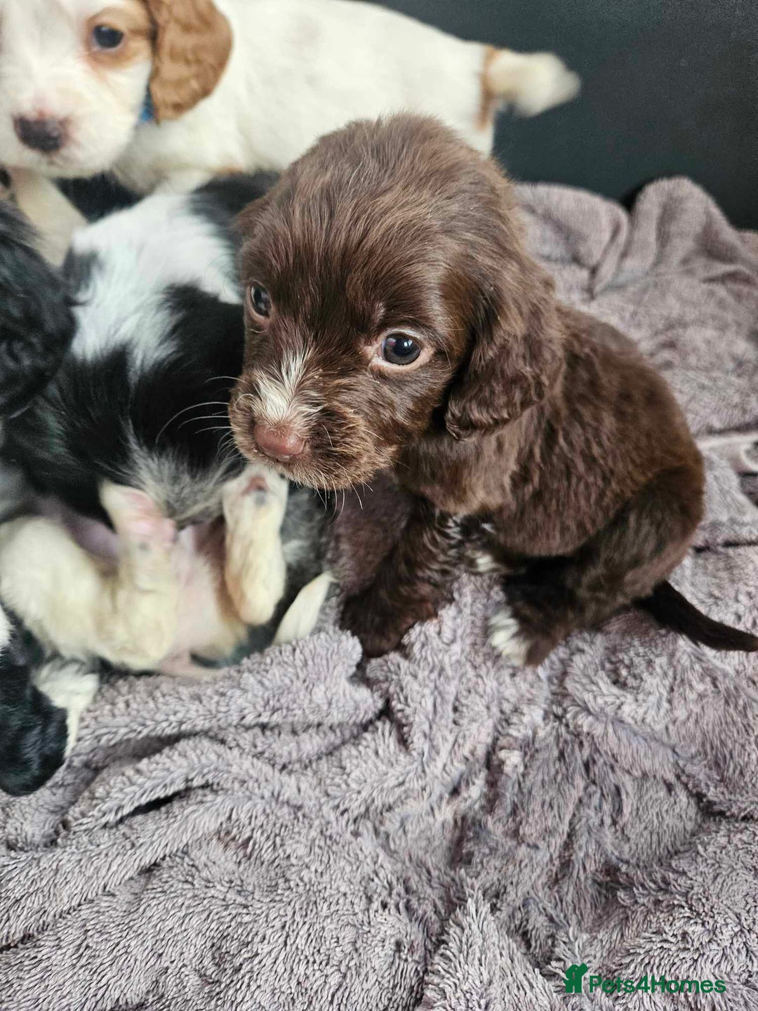 Cocker Spaniel dogs for sale: Cocka spaniel - Advert 17