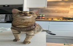 Savannah cats for sale: Beautiful Savannah cross - Image 2