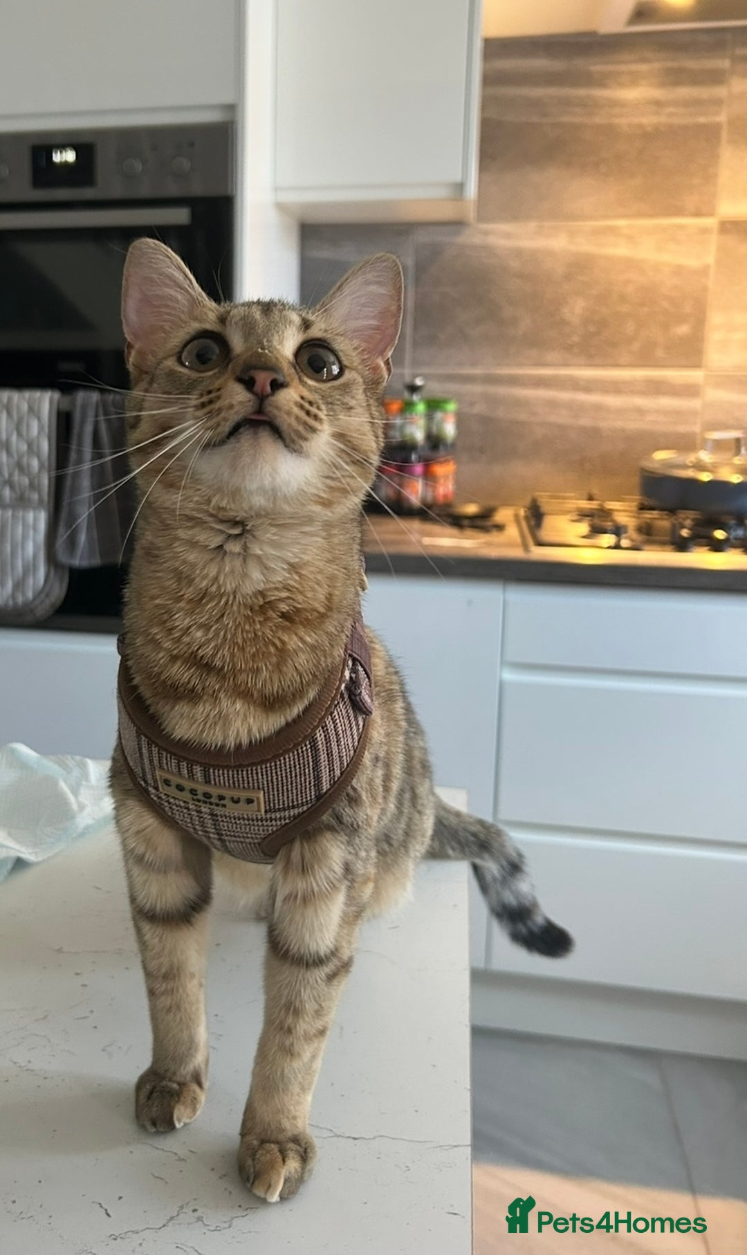 Savannah cats for sale: Beautiful Savannah cross - Image 2