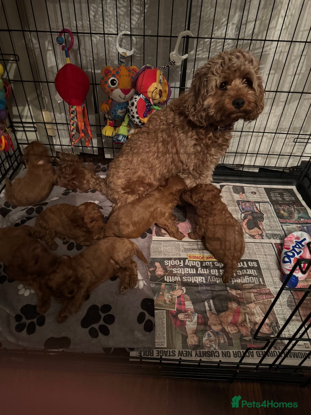 Cavapoo dogs for sale: Fluffy red Cavapoos  - Image 6