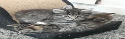 Mixed Breed cats for sale: Beautiful kittens - Advert 8