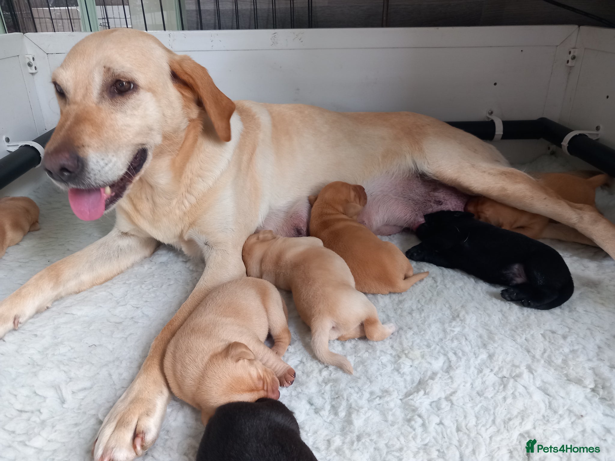 Labrador Retriever dogs KC reg, DNA tested working Labrador puppies - Advert 2