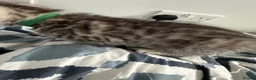 Bengal cats for sale: 🐾 Beautiful Bengal x Maine Coon Kittens 🐾 - Advert 8