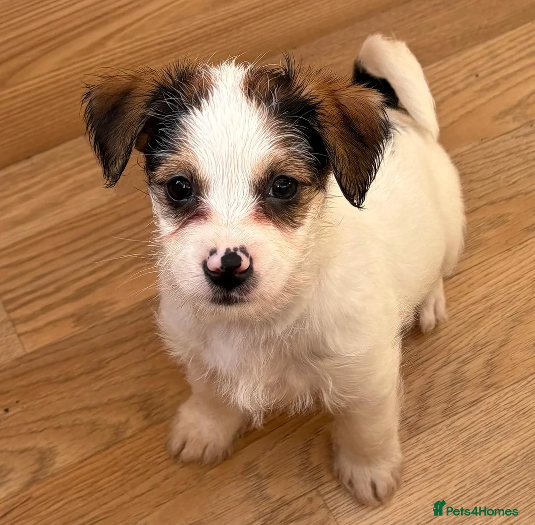 Jack Russell dogs for sale: Traditional short-legged Jack Russell puppy’s!  - Advert 21