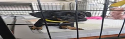 Dachshund dogs for sale: READY TO LEAVE 1 Dachsund Puppy (1 Girl) - Advert 4