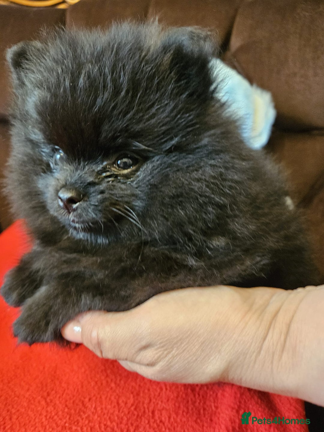 Pomeranian dogs for sale: KC registered  ** mall black Pomeranian Boys - Image 17
