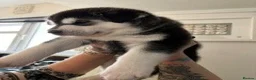 Utonagan dogs for sale: Denise in Plymouth - Advert 3