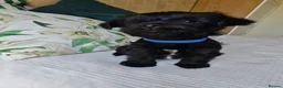 Yorkshire Terrier dogs for sale: Yorkshire terrier Dark puppies in Milton Keynes - Advert 5