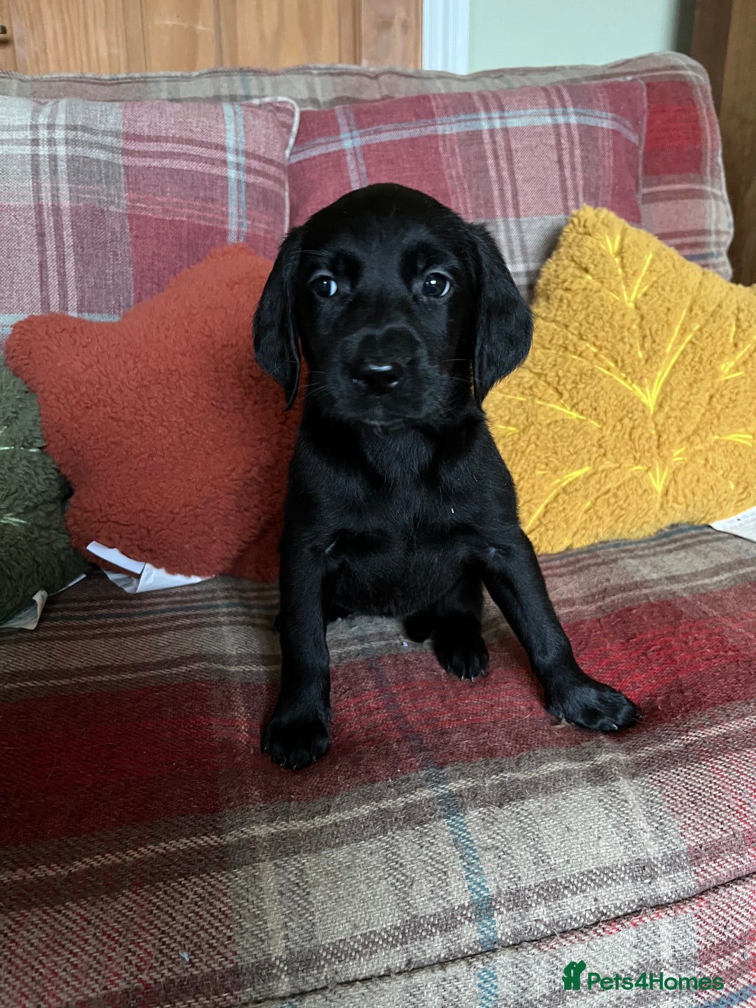Goldador dogs for sale: Glorious and Galiant Goldador puppies for sale! - Advert 7