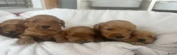 Cockapoo dogs for sale: F1b cockapoos fully health tested clear  - Advert 11