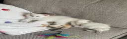 Scottish Fold cats for sale:  Beautiful Scottish Kittens  - Advert 10