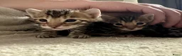 Bengal cats for sale: Bengal kittens looking for a forever home  - Advert 5