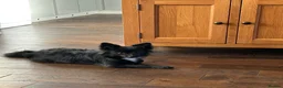 Border Collie dogs for sale: Sasha & Jessie  - Advert 3