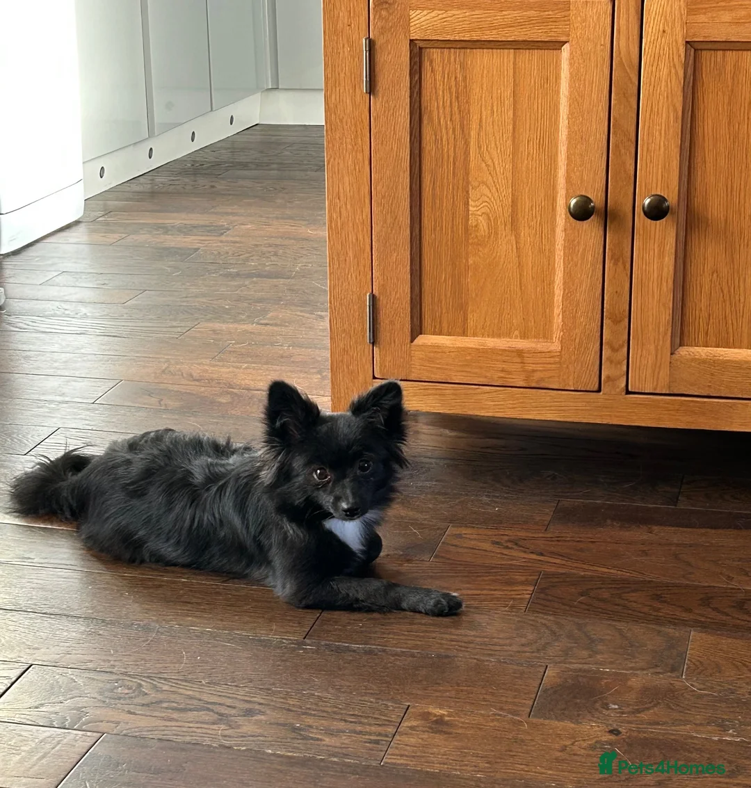 Border Collie dogs for sale: Sasha & Jessie  - Advert 3
