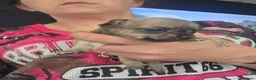 Chihuahua dogs for sale: 2 female pups - Advert 18