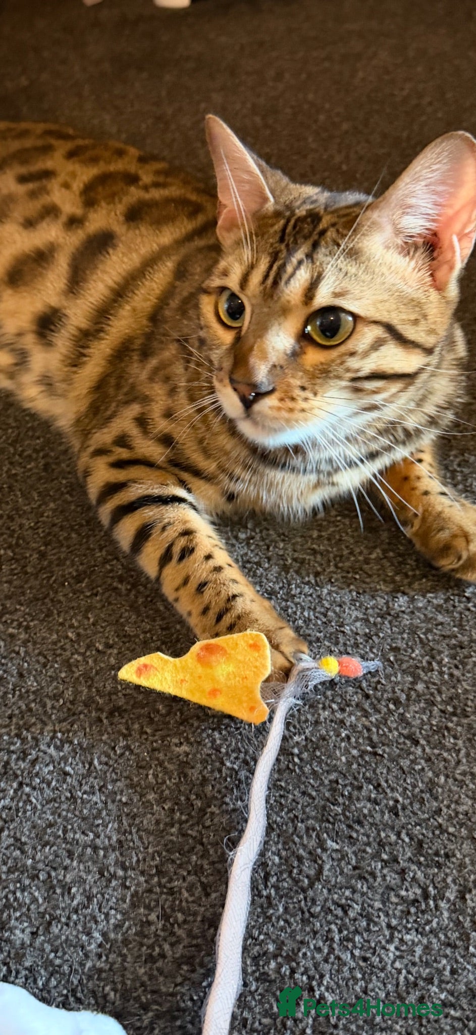 Bengal cats Male 1 year old bengal - Advert 1
