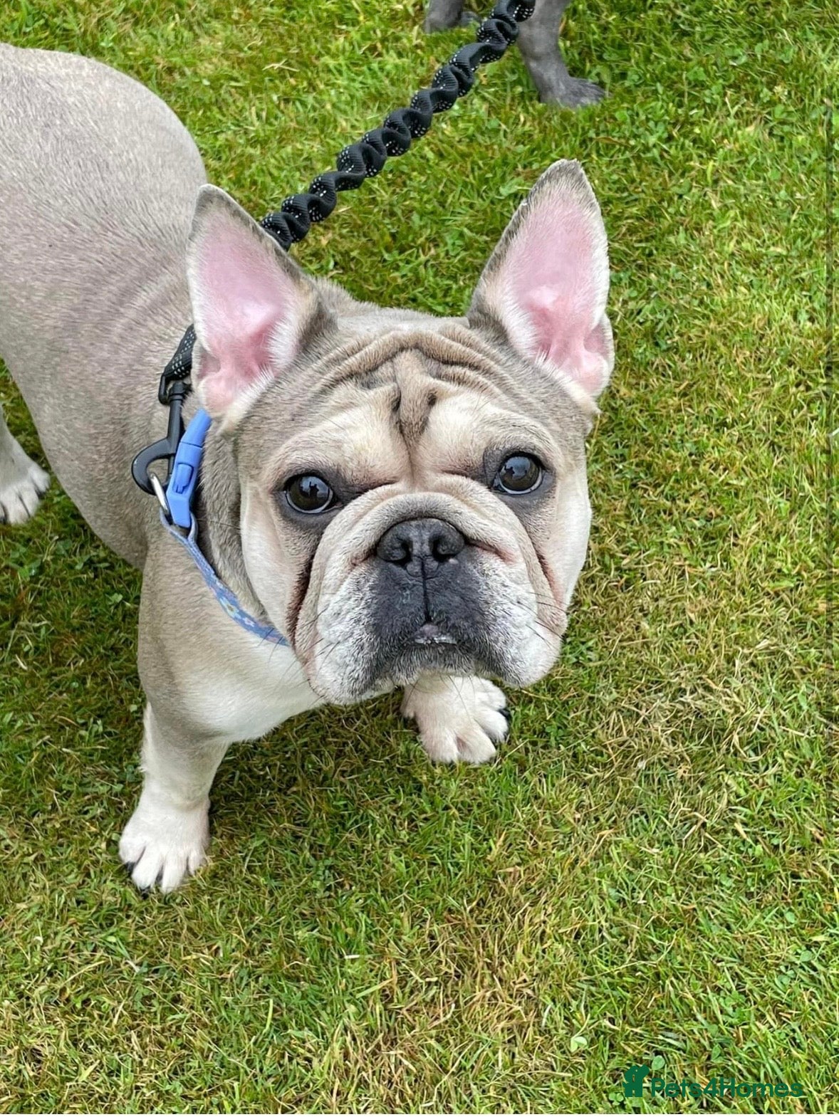 French Bulldog dogs 100% Purebred French Bulldog Puppies - Advert 12