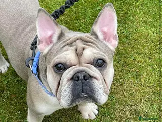 French Bulldog dogs 100% Purebred French Bulldog Puppies - Advert 12