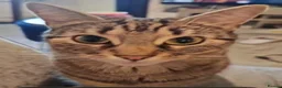 Bengal cats for sale: Beautiful bengal female cat  in Barry - Advert 4