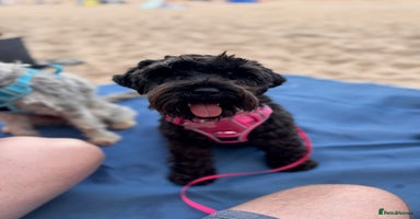 Miniature Schnauzer dogs - Advert 5