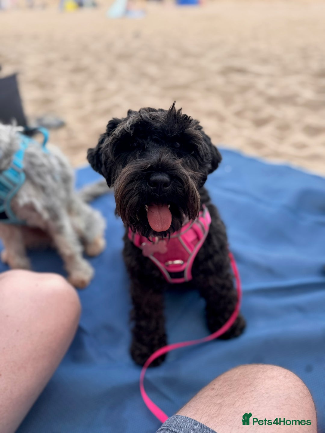 Miniature Schnauzer dogs for sale: Adorable KC registered Miniature Schnauzers - Image 2