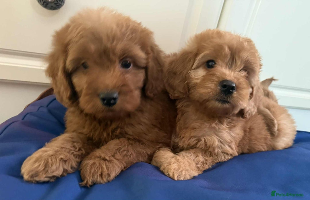 Cockapoo dogs for sale: Ready to beautiful cockapoo puppies  - Advert 5