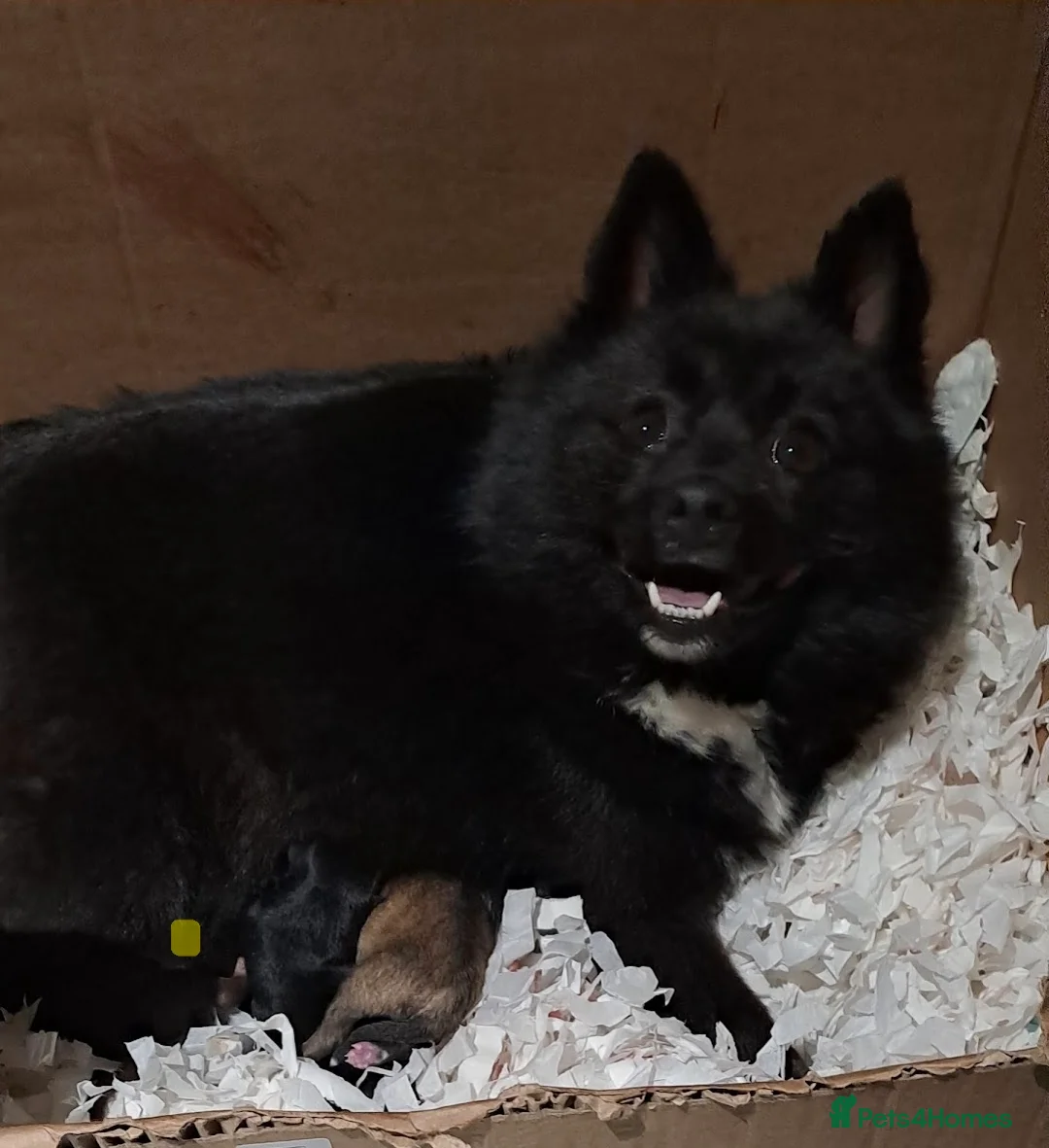 Pomsky dogs for sale: 5 Fluffy Pomsky pups- Ready Now - Advert 11