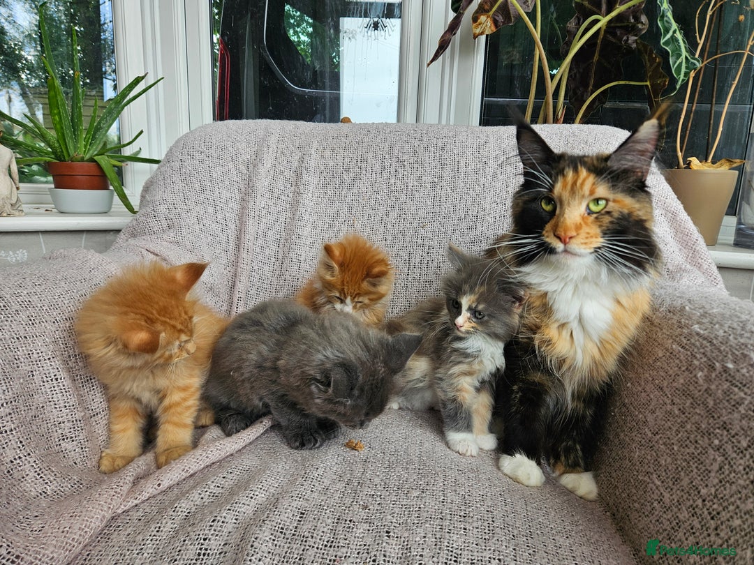 Maine Coon cats for sale: Maine Coon kittens available Chunky and confident - Image 14