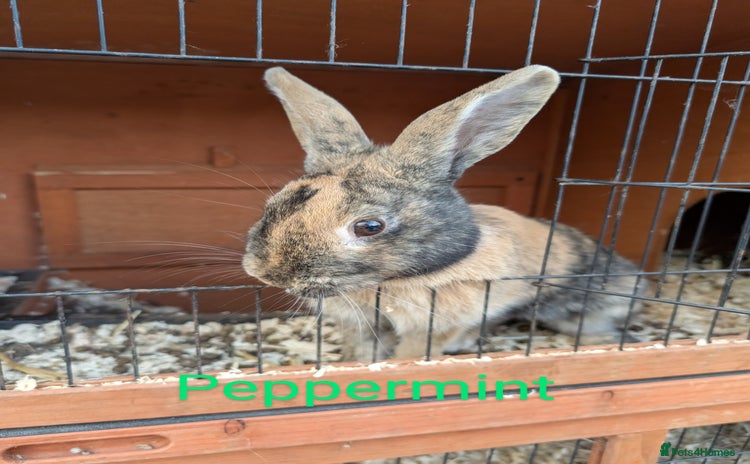 Mixed Breed rabbits for sale in New Milton - Advert 2