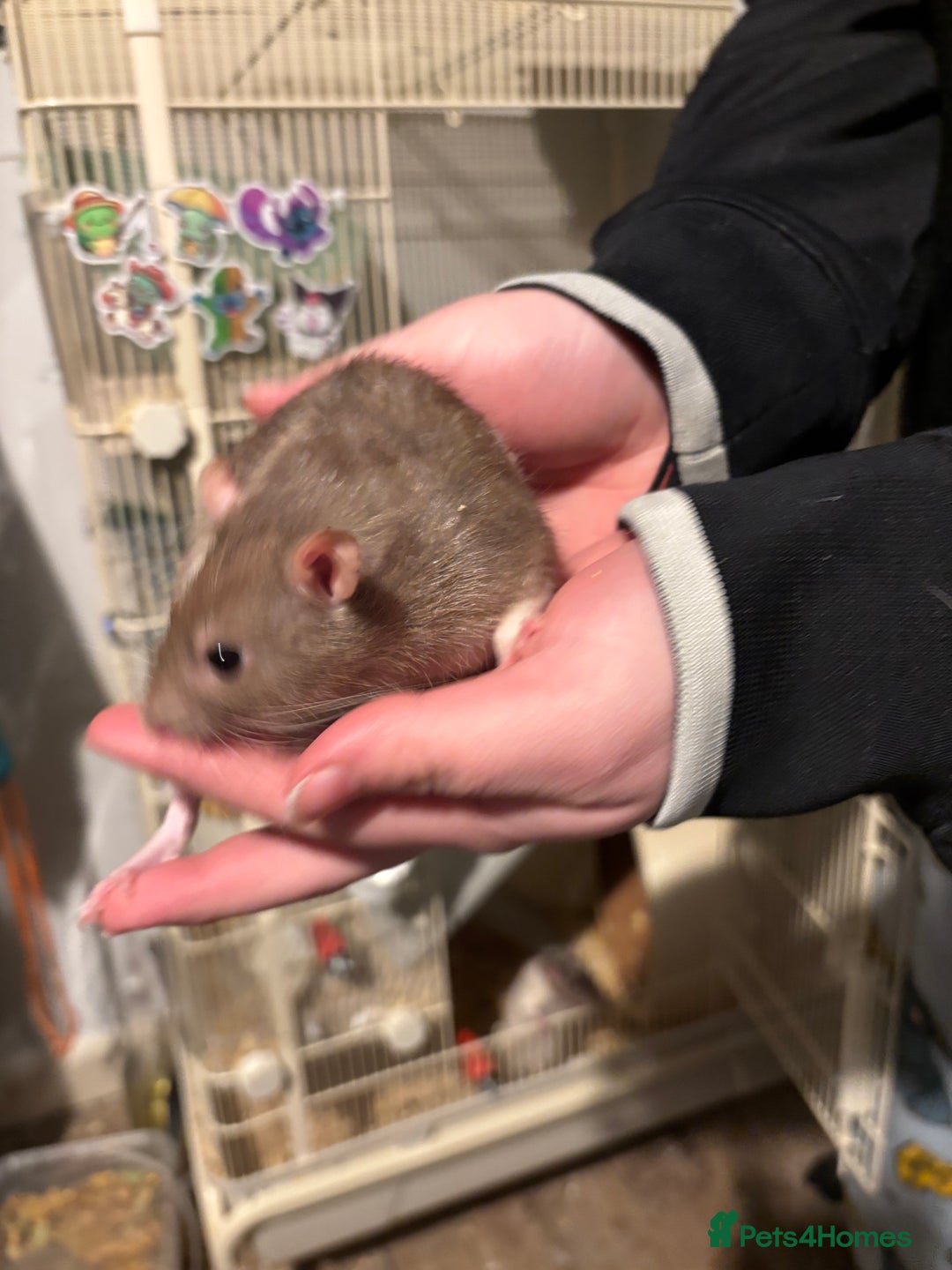 Rat rodents for sale: 4 beautiful girl rats - Advert 7